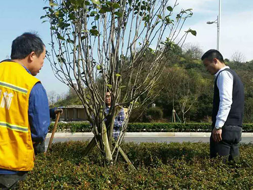 茶花治理7
