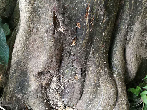 香柚天牛治理3