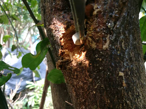 香柚天牛治理7