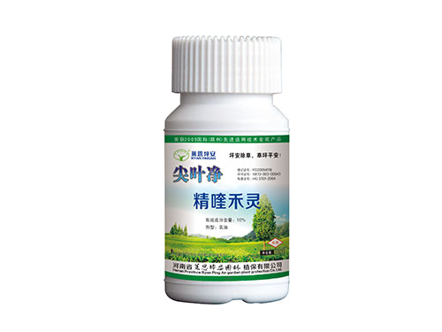 尖葉凈