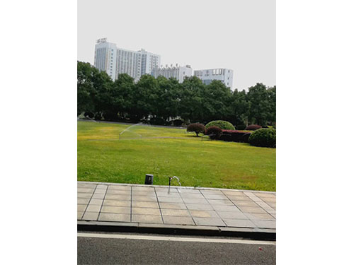 除雜草前5