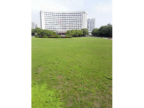 除雜草前
