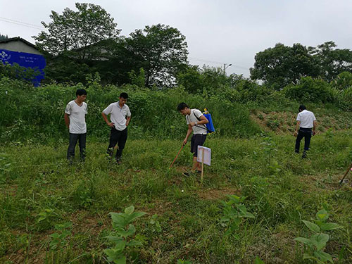 桑苗防除雜草5