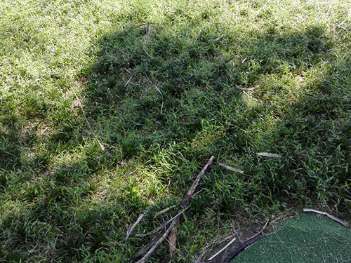 盤龍山莊玉龍草除雜1