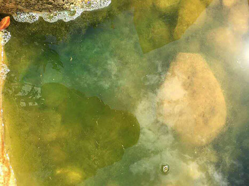 水中藻類防除4