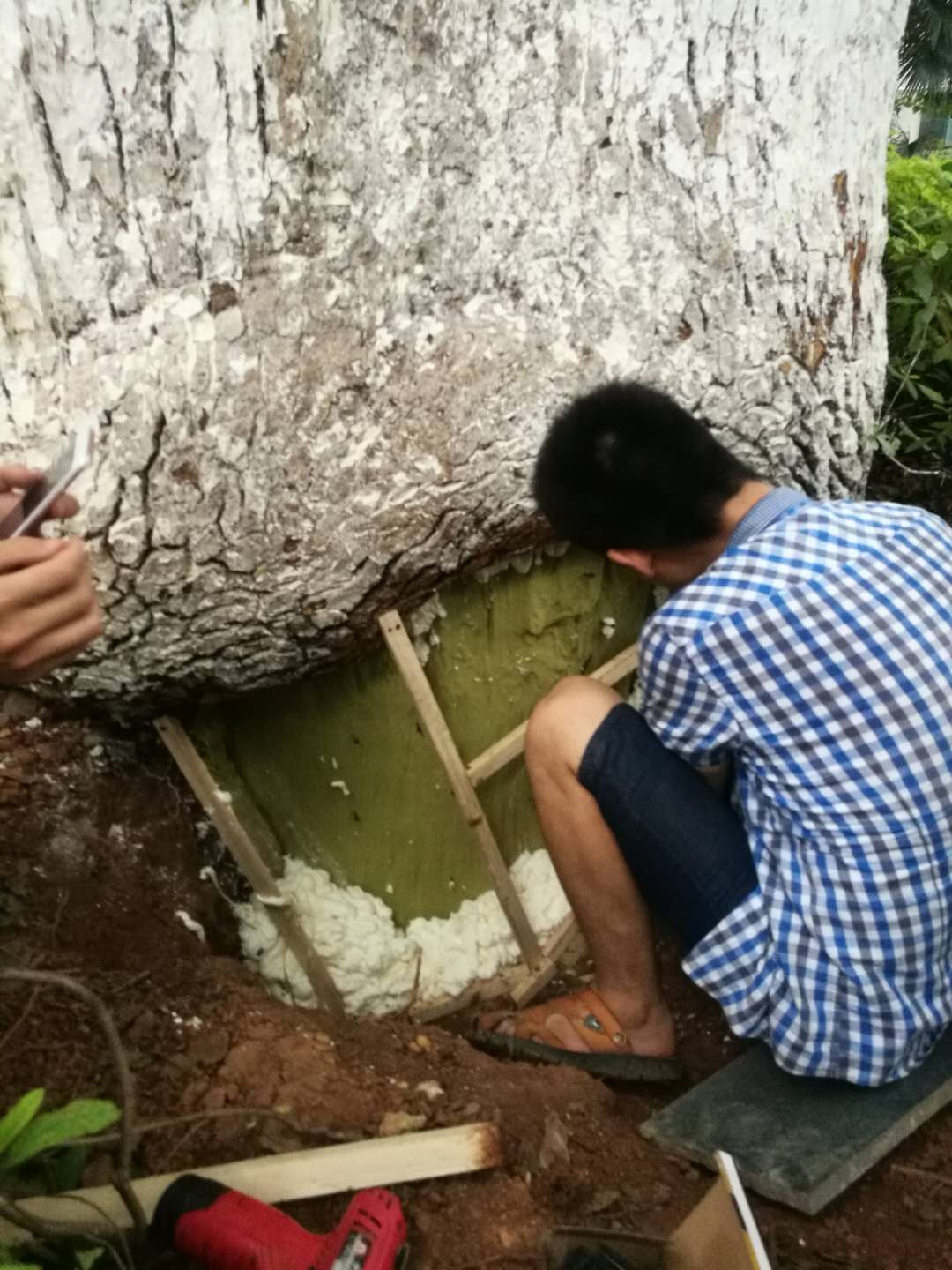 龍頭鋪樟樹(shù)下