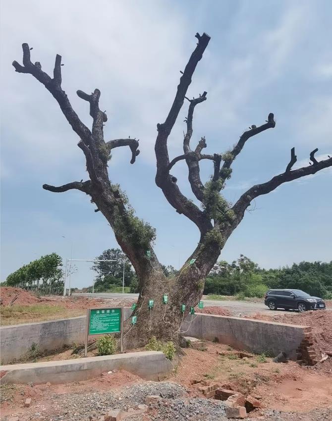 株洲植友職業(yè)培訓(xùn)學(xué)校有限公司_株洲園林綠化養(yǎng)護(hù)|株洲綠化管理|病蟲害防治哪里的好|株洲園林綠化工程公司|白蟻防治病蟲害治理
